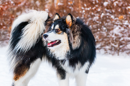 image of Timber the alaskan malamute in the snow