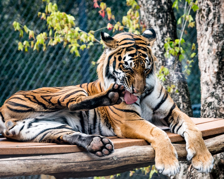 Clean Feet, Happy Feet